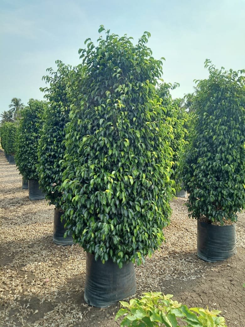 Ficus Black